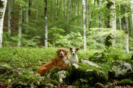 Foto de Un Nova Scotia Duck Tolling Retriever y un Jack Russell Terrier comparten un momento en el bosque. Los vibrantes abrigos de perro contrastan con los troncos musgosos y el suelo cubierto de hojas - Imagen libre de derechos