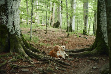 Foto de Dos perros, un Nova Scotia Duck Tolling Retriever y un Jack Russell Terrier, descansan en un bosque. Rodeados de árboles, exudan una sensación de compañía y serenidad en la naturaleza - Imagen libre de derechos