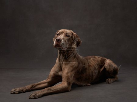 Photo for A brindle-coated dog lies down, its gaze diverted, against a grey studio backdrop - Royalty Free Image