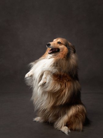 Photo for Dog on brown background. A Shetland Sheepdog sits attentively in a studio, its lush fur and alert expression capture its smart and friendly nature - Royalty Free Image