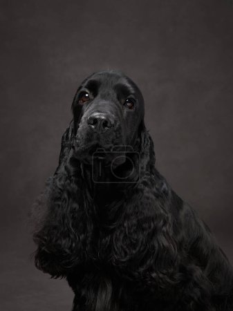 Photo for Regal black spaniel posing, studio backdrop. An elegant black dog looks off-camera, a portrait of grace - Royalty Free Image