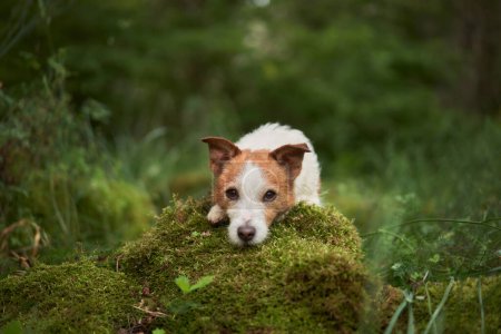 Foto de Un Jack Russell Terrier descansa sobre un tronco musgoso en el bosque. Perro se mezcla perfectamente con el tranquilo entorno verde - Imagen libre de derechos