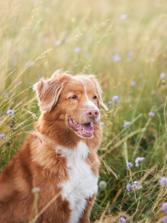 A content Nova Scotia Duck Tolling Retriever dog enjoys a summer breeze in a blooming meadow. 