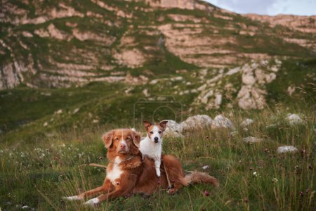 Foto de Nova Scotia Retriever y Jack Russell Terrier comparten un momento sereno en las montañas, personificando la amistad y la aventura. Rodeados de suaves colinas y flores silvestres, miran a la distancia - Imagen libre de derechos