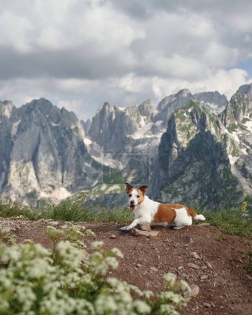 Foto de Un perro Jack Russell Terrier descansa en un sendero de montaña, un centinela relajado en la naturaleza. Con vistas a los picos escarpados, el perro captura la esencia tranquila de la naturaleza - Imagen libre de derechos