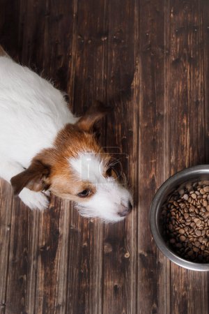 Foto de Un perro Jack Russell Terrier expectante se sienta en un tazón, con ojos esperanzados por una comida en un piso de madera - Imagen libre de derechos