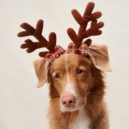 Photo for A Nova Scotia Duck Tolling Retriever dog adorned with whimsical reindeer antlers invites the warmth of the holidays, captured in a studio setting - Royalty Free Image