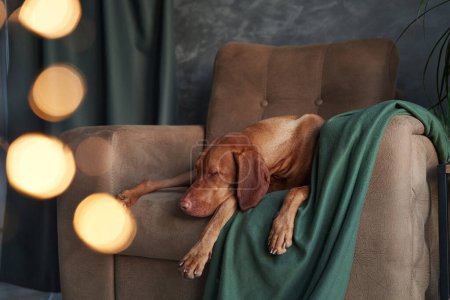 Photo for A sleepy Vizsla dog draped in a green blanket dozes on a chair, amidst soft holiday lights, offering a scene of cozy repose - Royalty Free Image