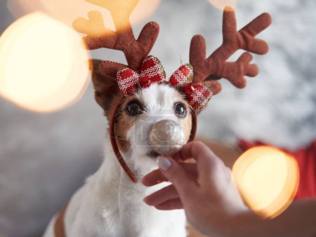 Photo for Playful moment as a person offers a glittery ornament to a curious Jack Russell Terrier dog wearing festive antlers - Royalty Free Image