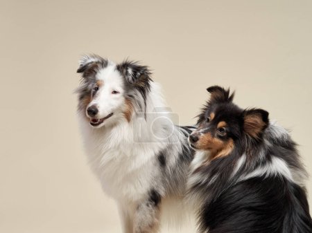 Photo for A duo of Shetland Sheepdogs in an affectionate pose, their rich coats and engaging expressions stand out against a neutral backdrop - Royalty Free Image