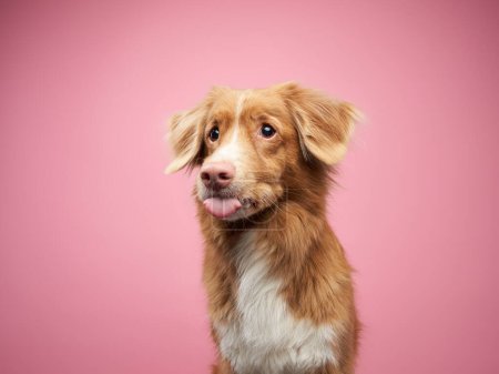 A playful golden Nova Scotia Duck Tolling Retriever dog sticks its tongue out, against a pink background, exuding charm