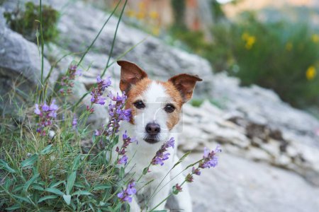 Photo for A sprightly Jack Russell Terrier dog explores a field of yellow wildflowers - Royalty Free Image