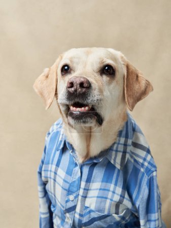 Photo for A cheerful Labrador in a blue plaid shirt personifies joy, its tongue lolling in a happy pant. Pet in clothes - Royalty Free Image
