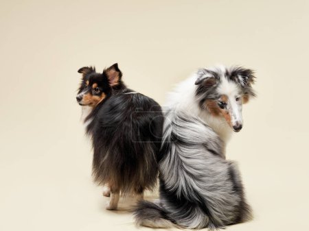 Photo for Two alert herding dogs, a Sheltie and a Collie, pose back-to-back against a neutral backdrop - Royalty Free Image