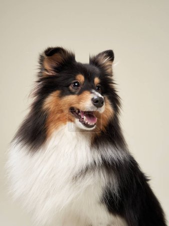 Photo for A cheerful Shetland Sheepdog with a luscious tricolor coat looks upward, smiling against a soft beige background. - Royalty Free Image