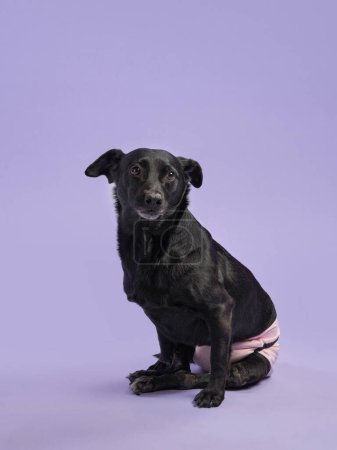 Photo for A poised black dog sits gracefully against a soft purple background, its curious eyes capturing attention - Royalty Free Image