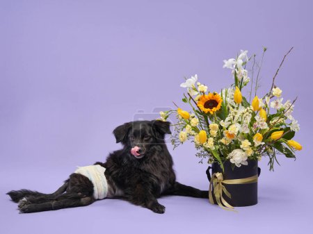Foto de Un perro negro con un pañal se sienta al lado de un vibrante arreglo floral, lamiendo su nariz sobre un fondo púrpura - Imagen libre de derechos