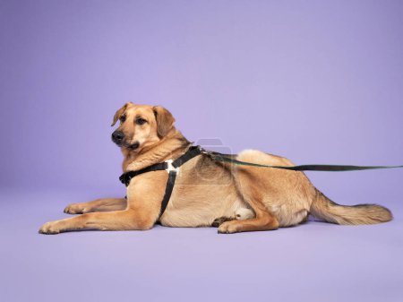 Foto de Perro de raza mixta atento adornado con un arnés se encuentra sobre un telón de fondo violeta, equilibrado y observador - Imagen libre de derechos