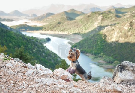 Foto de Un pequeño perro Yorkshire Terrier se encuentra en un precipicio rocoso, con vistas a un río serpenteante en un valle - Imagen libre de derechos