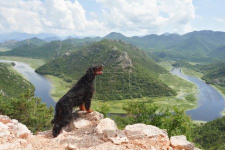 Photo for Gordon Setter dog surveys the landscape from a vantage point, overlooking a meandering river through mountainous terrain - Royalty Free Image