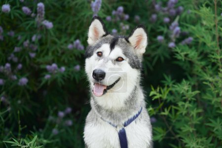 Photo for Siberian Husky dog sits attentively against a lavender bush, its striking features exuding a friendly alertness - Royalty Free Image