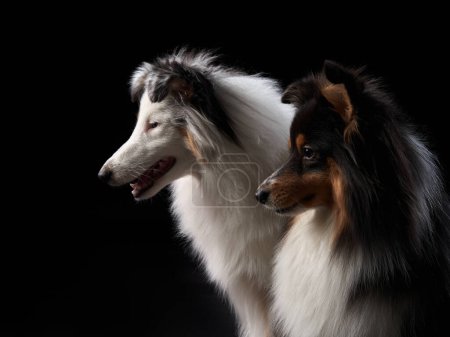 Photo for Two dogs A black and white Shetland Sheepdog, captured in a moment of tender embrace against a dark background, showcases the breeds elegant features. - Royalty Free Image