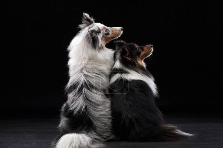Photo for Two dogs A black and white Shetland Sheepdog, captured in a moment of tender embrace against a dark background, showcases the breeds elegant features. - Royalty Free Image