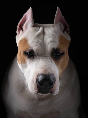Photo for A close-up of an American Staffordshire Terrier dog face, set against a black backdrop - Royalty Free Image