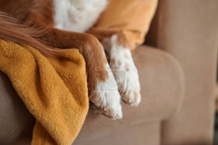 Photo for Dog paws lounges on a couch, draped over a golden throw pillow, embodying comfort and tranquility. - Royalty Free Image