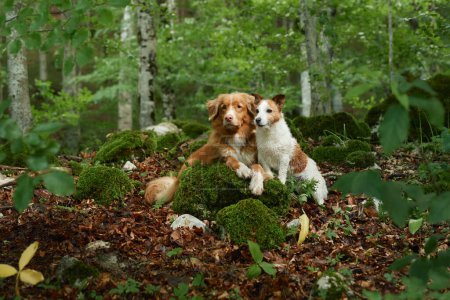 Foto de Un Nova Scotia Duck Tolling Retriever y un Jack Russell Terrier comparten un momento en el bosque. Los vibrantes abrigos de perro contrastan con los troncos musgosos y el suelo cubierto de hojas - Imagen libre de derechos