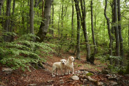 Foto de Dos Labradores Recuperadores están atentos en un denso bosque, sus pálidos abrigos un marcado contraste con los verdes profundos del bosque - Imagen libre de derechos
