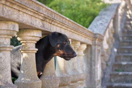 schwarzer Hund mit neugierigem Blick blickt durch ein klassisches Steingeländer vor grüner Kulisse