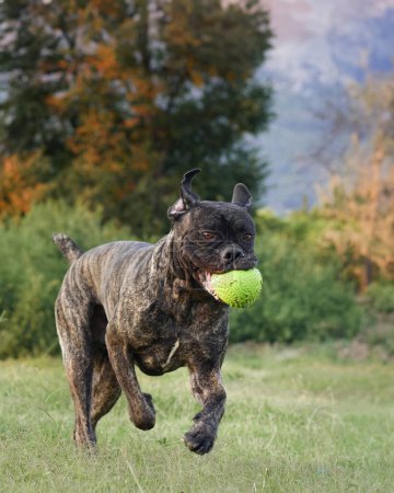 Photo for A playful Cane Corso dog sprints with a ball in its mouth - Royalty Free Image