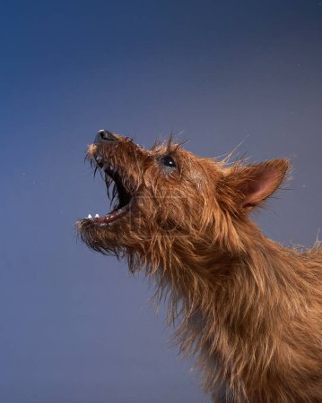 Ein stimmgewaltiger Terrier-Hund bellt lebhaft vor kühler grauer Kulisse. Der dynamische Winkel erfasst