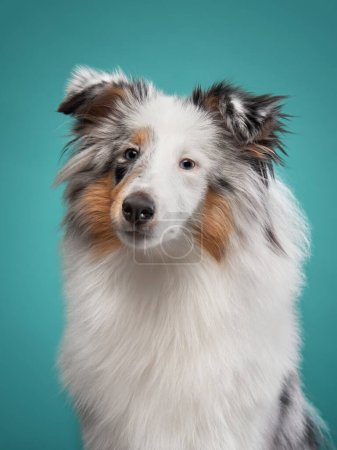 Photo for A poised Shetland Sheepdog gazes ahead, its fluffy tricolored coat perfectly groomed. Pet in studio - Royalty Free Image