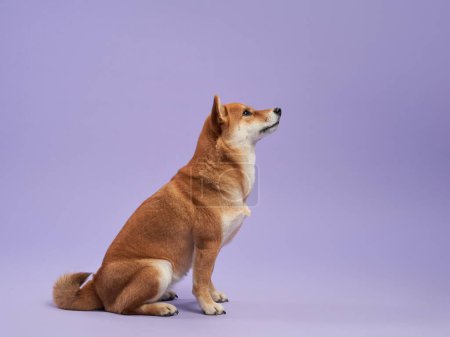 Photo for A vigilant Shiba Inu sits attentively against a lavender backdrop, its gaze fixed in the distance. High quality photo - Royalty Free Image