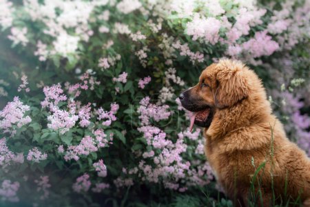 Foto de Un perrito mastín tibetano esponjoso mira hacia la distancia, su lengua hacia fuera en un entorno tranquilo jardín. El suave enfoque en la vegetación resalta la expresión atenta del perro y la piel rica y auburn - Imagen libre de derechos