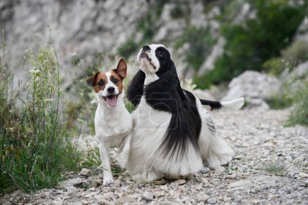 Foto de Dos perros comparten un momento en un afloramiento rocoso. Cocker Spaniel y Jack Russell Terrier exhiben compañía en la naturaleza - Imagen libre de derechos