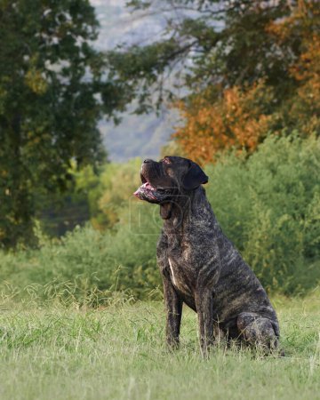 Photo for A stoic Italian Cane Corso dog gazes forward, its tongue lolling to the side. Pet in park - Royalty Free Image