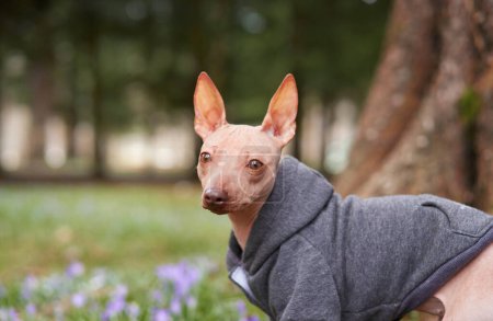 Un charmant chien American Hairless Terrier dans un sweat à capuche confortable regarde en arrière avec des oreilles guillerets. La toile de fond d'un parc flou ajoute une touche sereine à ce portrait d'animal de compagnie urbain