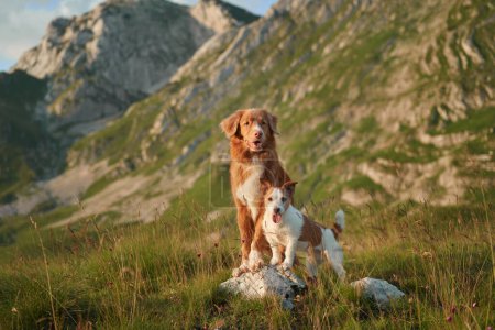 Nova Scotia Retriever und Jack Russell Terrier teilen einen ruhigen Moment in den Bergen, der für Freundschaft und Abenteuer steht. Umgeben von sanften Hügeln und wilden Blüten blicken sie in die Ferne
