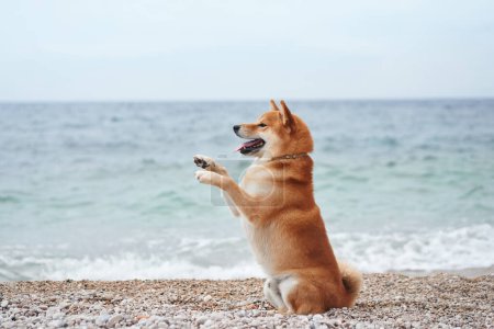 Téléchargez les photos : Un chien joyeux se tient sur les pattes arrière sur une plage de galets, vagues de mer derrière. Capturé à mi-chemin, ce Shiba Inu respire le bonheur au bord de la mer, les pattes levées comme pour danser - en image libre de droit