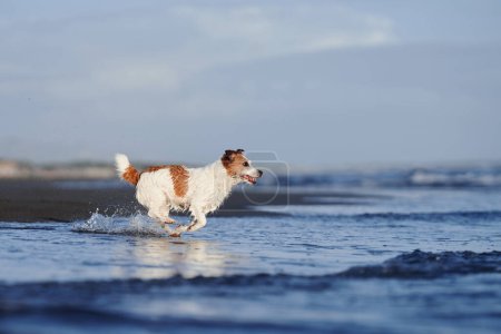Photo for A spirited Jack Russell Terrier dashes through shallow water on a beach - Royalty Free Image