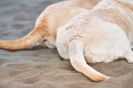 Photo for A close-up of a Labrador Retrievers hindquarters, showcasing the sandy texture on its fur and tail - Royalty Free Image