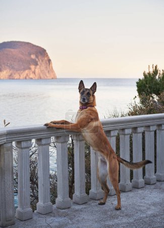 Photo for The alert Malinois dog, distinguished by its tan coat and black mask, enjoys a serene seaside view, leaning on a classic white balustrade against a backdrop of a calm sea and cliff. - Royalty Free Image