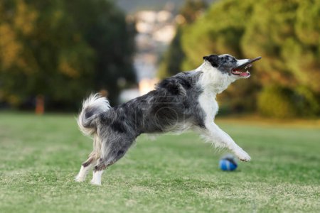 Photo for A Border Collie dog leaps joyfully towards a ball, encapsulating the essence of play in a park. The motion and exuberance of the dog are palpable against the tranquil backdrop - Royalty Free Image