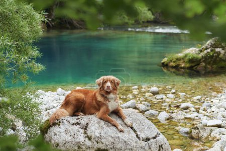 A Nova Scotia Duck Tolling Retriever dog lounges on a rock by a crystal-clear river, surrounded by lush greenery