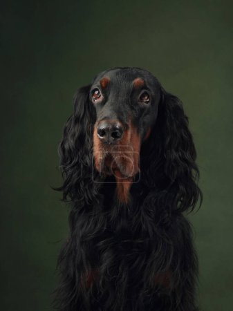 Foto de Gordon Setter retrato de perro exuda elegancia sobre un fondo verde. Los perros atentos ojos revelan un carácter noble - Imagen libre de derechos