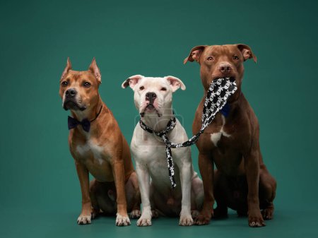 Photo for Three attentive dogs, including an American Staffordshire Terrier, a Pit bull Terrier, and a Pit bull-type, pose in studio. one of the pets holds the tie of another in his teeth - Royalty Free Image