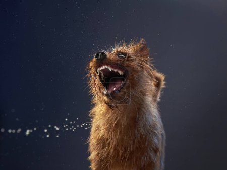 A vocal terrier dog barks animatedly, against a cool grey backdrop. The dynamic angle captures